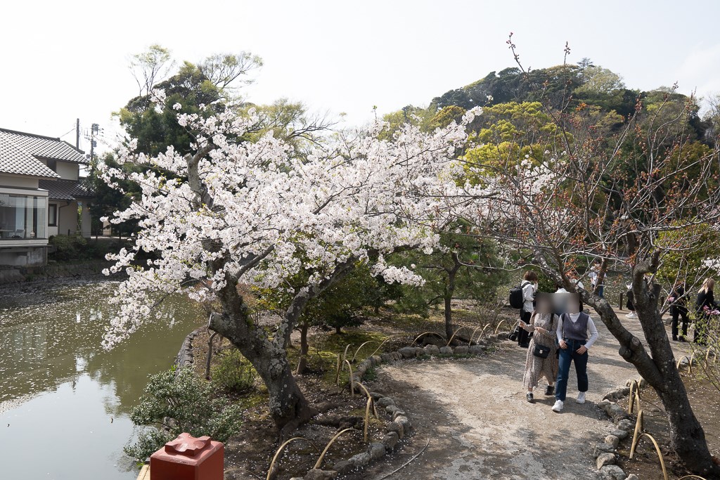 鶴岡八幡宮の桜2021！見頃と開花状況をチェックしよう！  JIMOHACK 