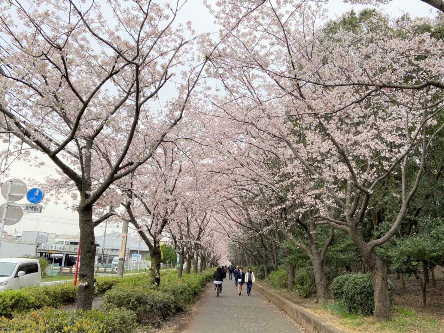 22年版 茅ヶ崎市の桜の名所7選 開花時期と見頃も紹介 Jimohack湘南 茅ヶ崎 藤沢 江ノ島 平塚など