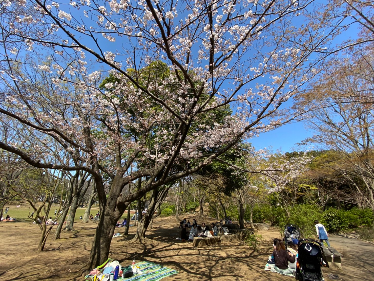 22年版 茅ヶ崎市の桜の名所7選 開花時期と見頃も紹介 Jimohack湘南 茅ヶ崎 藤沢 江ノ島 平塚など