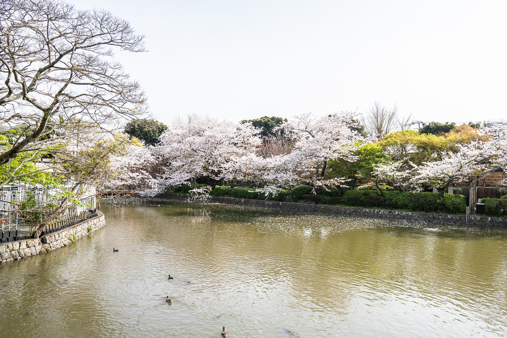 鶴岡八幡宮の桜21 見頃と開花状況をチェックしよう Jimohack湘南 茅ヶ崎 藤沢 江ノ島 平塚など
