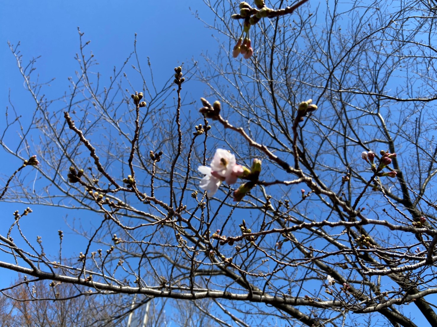 茅ヶ崎桜