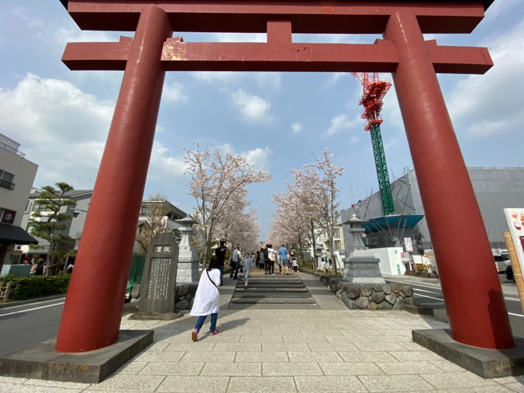 鶴岡八幡宮桜