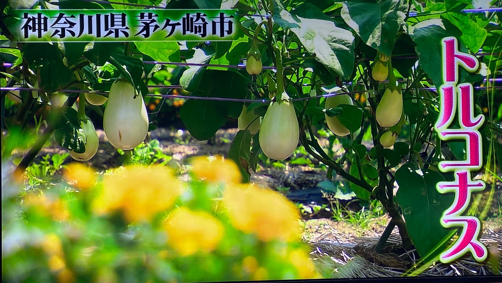 満点青空レストランで放送 新茅ヶ崎名物のトルコナスとは Jimohack湘南 茅ヶ崎 藤沢 江ノ島 平塚など